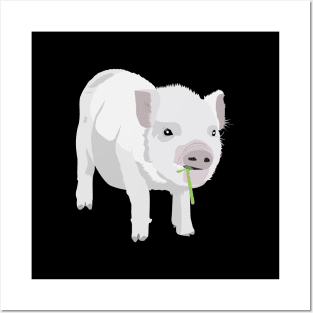 White Piglet Chewing Grass Posters and Art